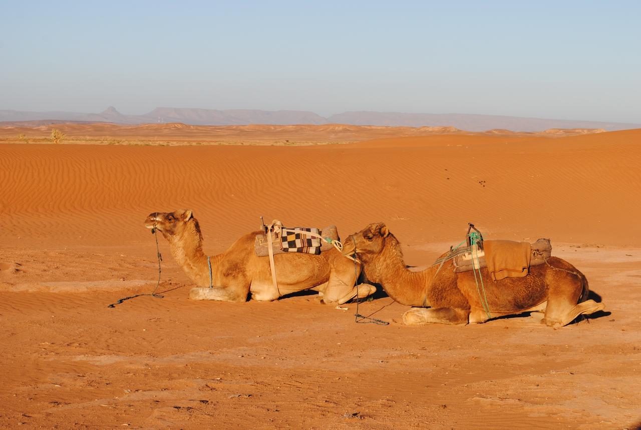 Ecolodge La Palmeraie Ouarzazate Exteriör bild